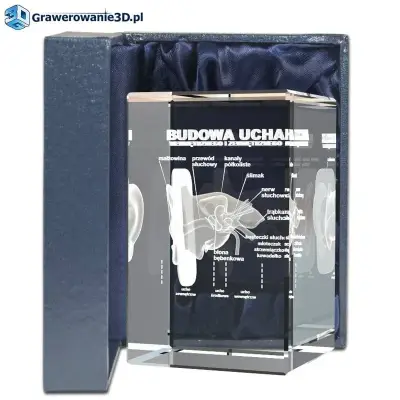 dla lekarza gadżet - grawer w szkle 3D ucho wewnętrzne i zewnętrzne model trójwymiarowy dla lekarza - super pomysł na prezent