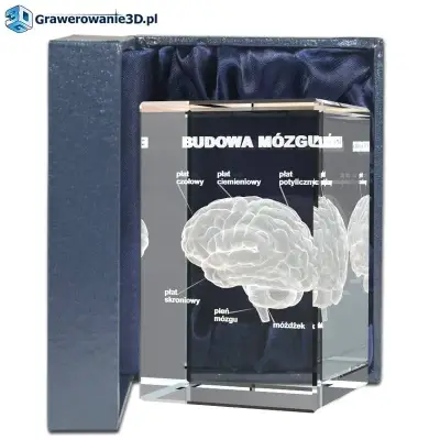 budowa mózgu wygrawerowana w 3D w szkle