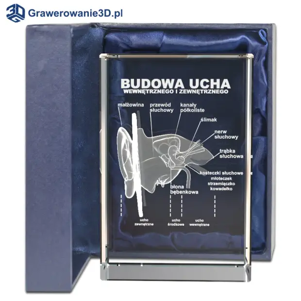 budowa ucha 3D prezent dla laryngologa