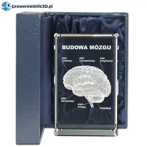model 3D mózgu wygrawerowany w statuetce