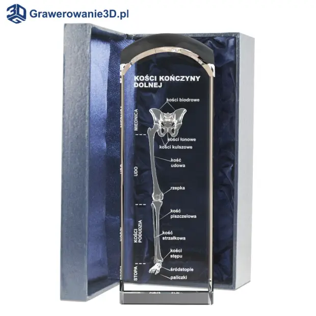 grawerowana budowa kończyny 3D