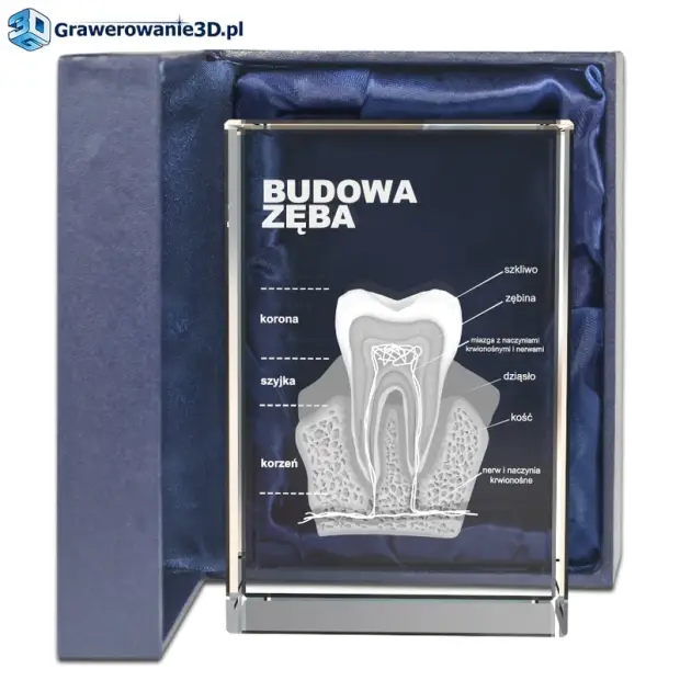 Podziękowania dla ortodonty - statuetka z zębem 3d grawer