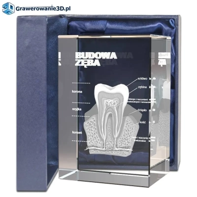 Dla ortodonty podziękowania za fachową pracę