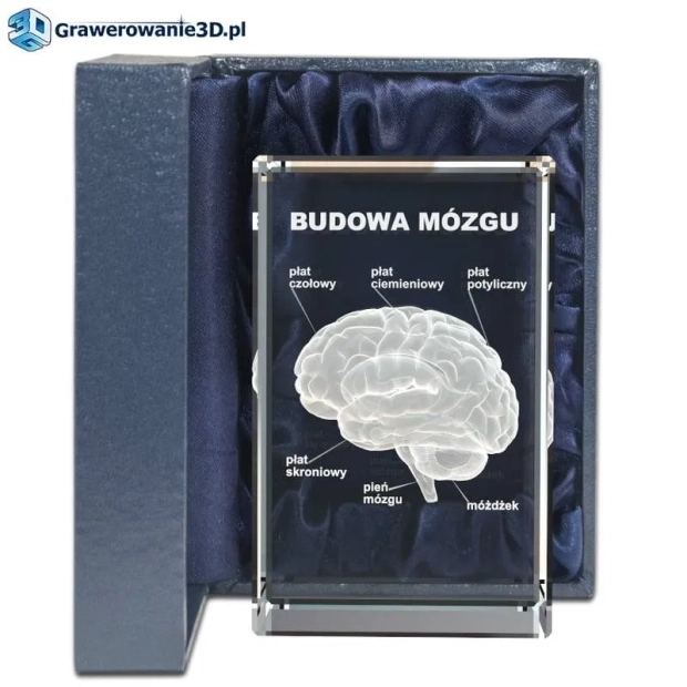 model 3D mózgu wygrawerowany w statuetce