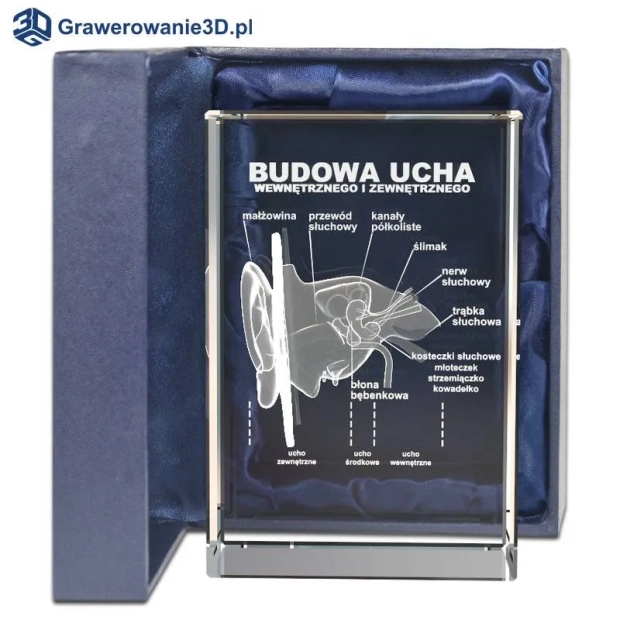 budowa ucha 3D prezent dla laryngologa