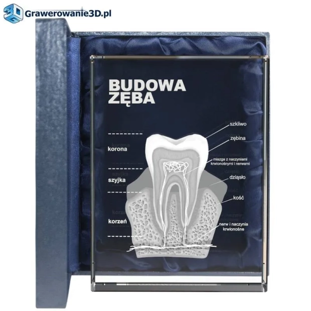 podziękowania dla stomatologa, statuetka dla dentysty, statuetka dla stomatologa